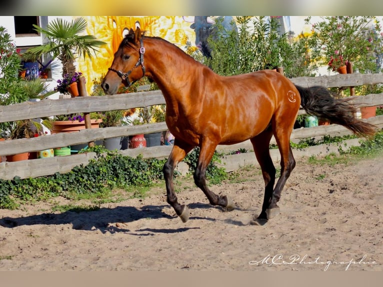 PRE Mix Hengst 2 Jahre 158 cm Hellbrauner in Polenz