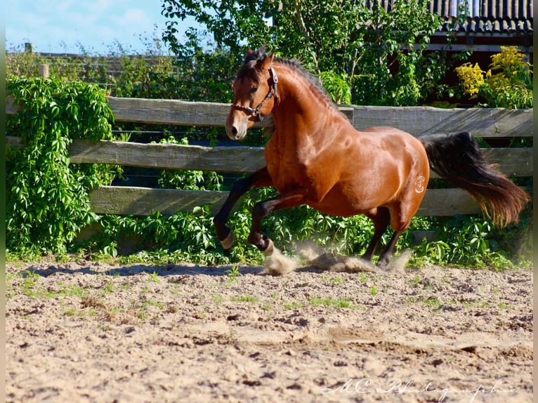 PRE Mix Hengst 2 Jahre 158 cm Hellbrauner in Polenz