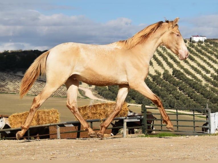 PRE Hengst 2 Jahre 158 cm Pearl in Provinz Cordoba