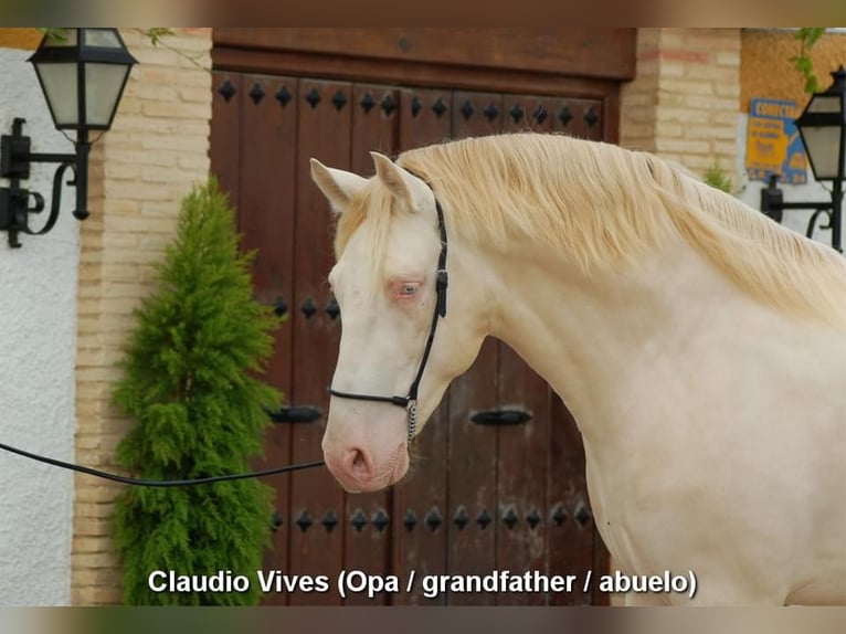 PRE Hengst 2 Jahre 158 cm Pearl in Provinz Cordoba