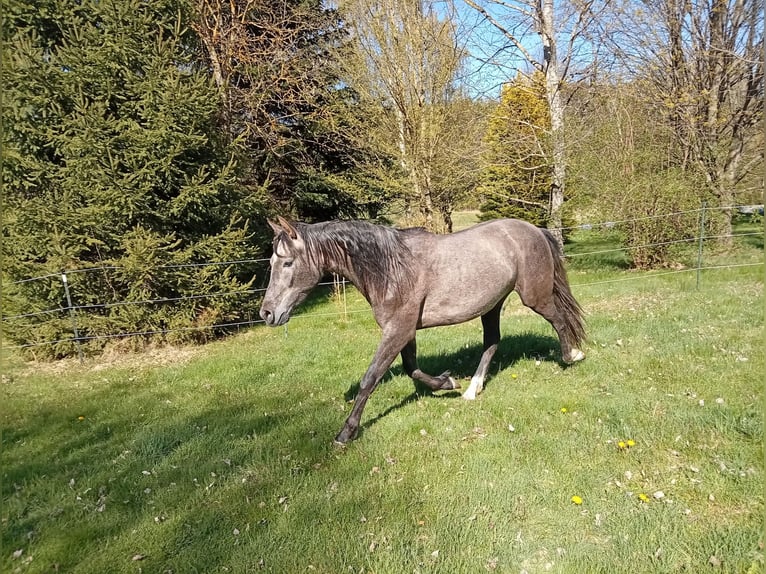 PRE Hengst 2 Jahre 158 cm Schimmel in Langschlag