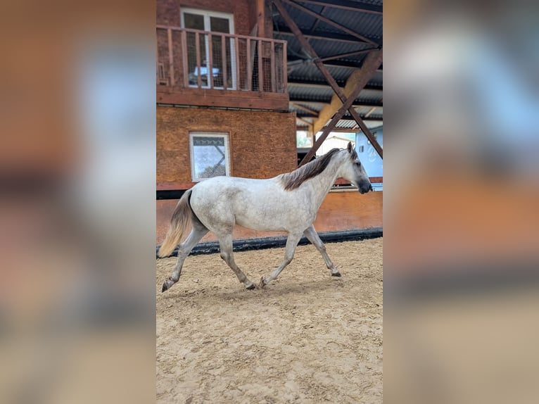 PRE Mix Hengst 2 Jahre 158 cm Schimmel in Caumont