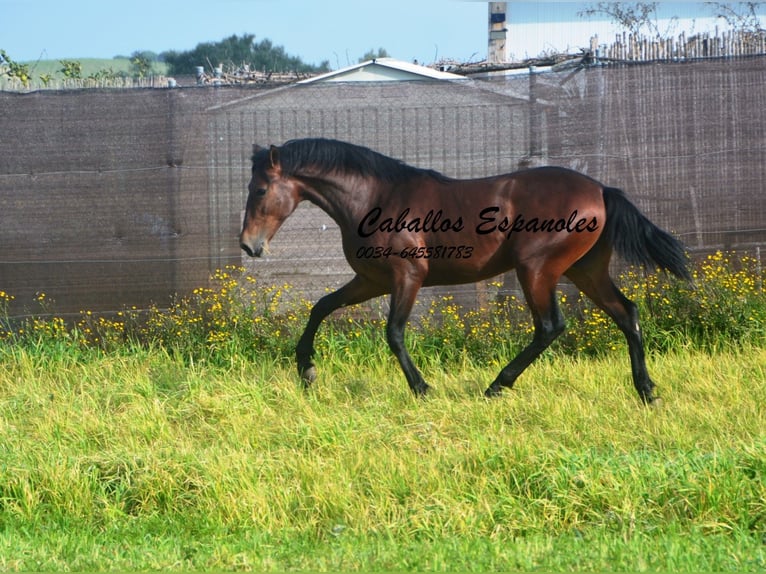 PRE Mix Hengst 2 Jahre 159 cm Brauner in vejer de la frontera