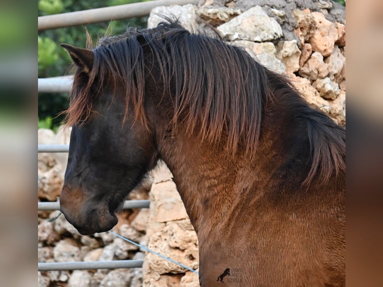 PRE Mix Hengst 2 Jahre 159 cm Brauner in Menorca