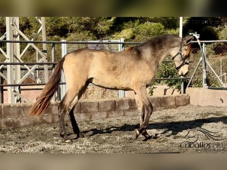 PRE Hengst 2 Jahre 159 cm in Barcelona