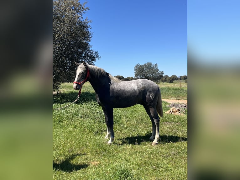 PRE Hengst 2 Jahre 159 cm Schimmel in El Robledo