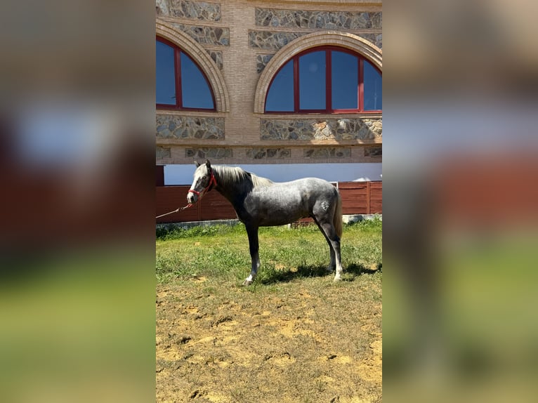 PRE Hengst 2 Jahre 159 cm Schimmel in El Robledo