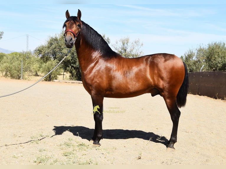 PRE Hengst 2 Jahre 160 cm Brauner in Provinz Malaga