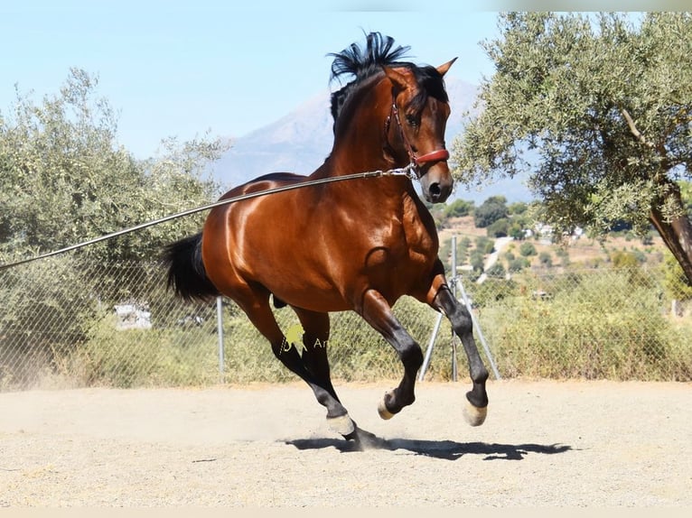 PRE Hengst 2 Jahre 160 cm Brauner in Provinz Malaga