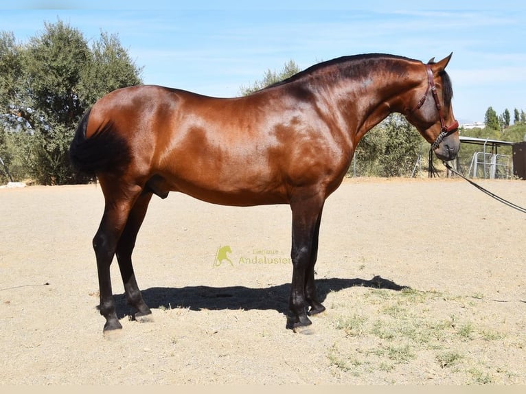 PRE Hengst 2 Jahre 160 cm Brauner in Provinz Malaga