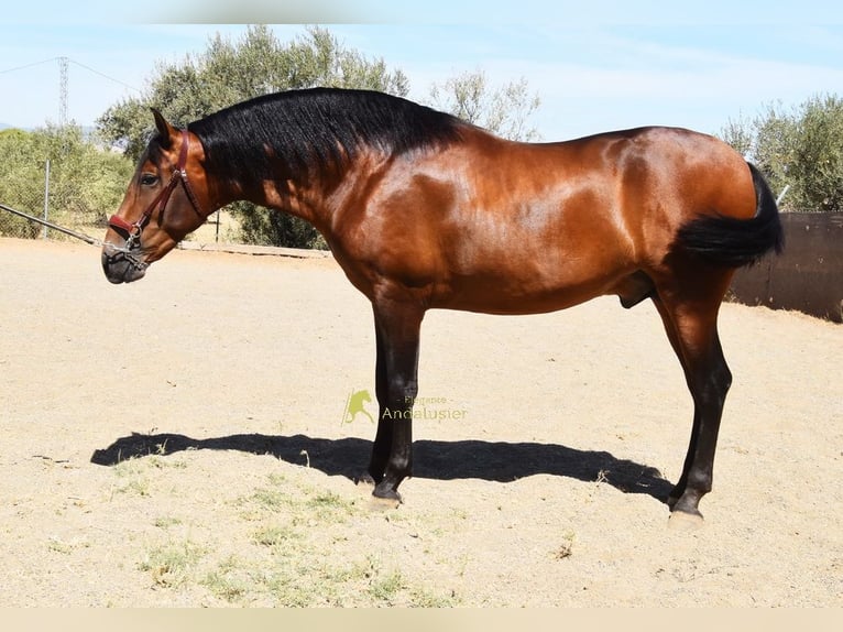 PRE Hengst 2 Jahre 160 cm Brauner in Provinz Malaga