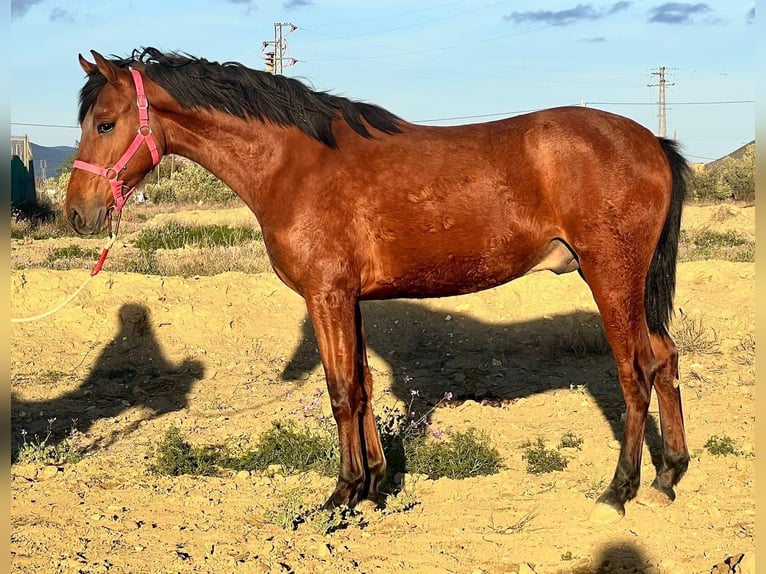 PRE Mix Hengst 2 Jahre 160 cm Brauner in Tabernas