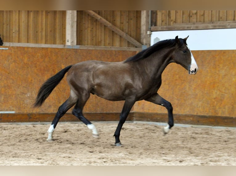 PRE Hengst 2 Jahre 160 cm Brauner in Waldhölzbach