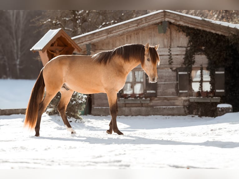 PRE Mix Hengst 2 Jahre 160 cm Buckskin in Ammerang