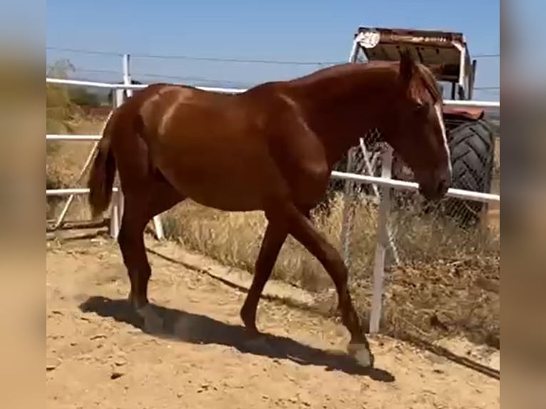 PRE Hengst 2 Jahre 160 cm Fuchs in Navalvillar De Pela