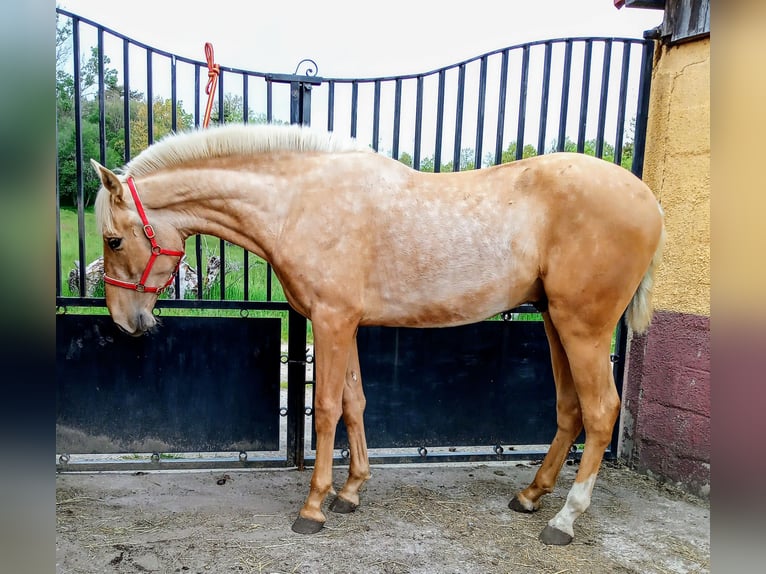 PRE Hengst 2 Jahre 160 cm Palomino in Campo Y Santibañez