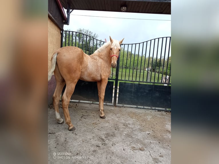 PRE Hengst 2 Jahre 160 cm Palomino in Campo Y Santibañez