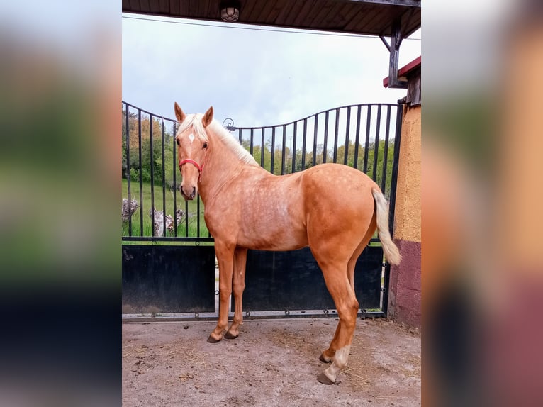 PRE Hengst 2 Jahre 160 cm Palomino in Campo Y Santibañez