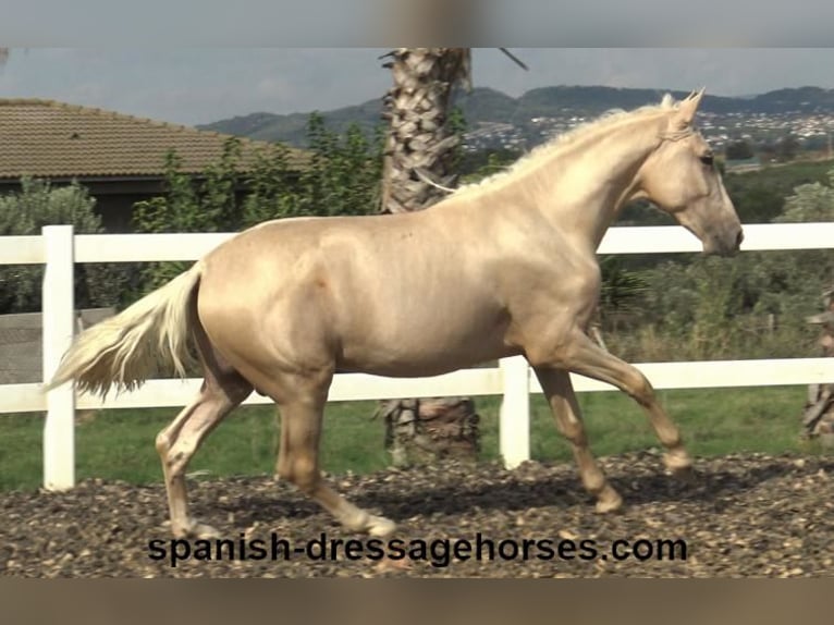 PRE Hengst 2 Jahre 160 cm Palomino in Barcelona