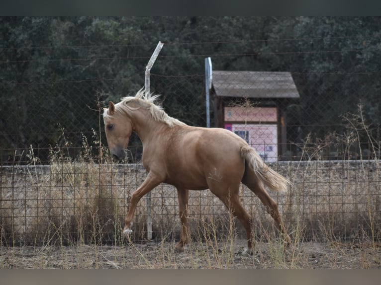 PRE Mix Hengst 2 Jahre 160 cm Palomino in El Real De La Jara PRE Mix Hengst 2 Jahre 160 cm Palomino in El Real De La Jara