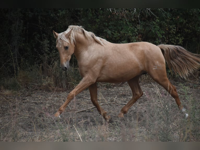 PRE Mix Hengst 2 Jahre 160 cm Palomino in El Real De La Jara PRE Mix Hengst 2 Jahre 160 cm Palomino in El Real De La Jara