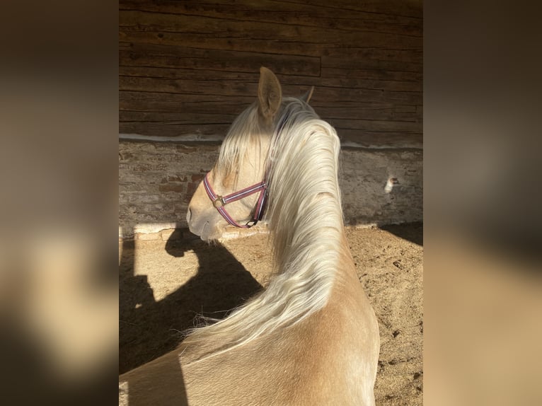 PRE Mix Hengst 2 Jahre 160 cm Palomino in Gottfrieding