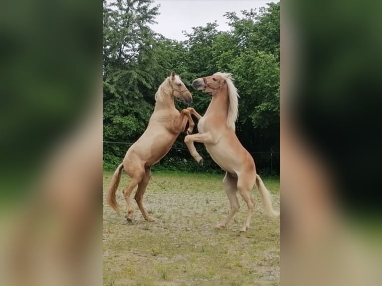 PRE Mix Hengst 2 Jahre 160 cm Palomino in Gottfrieding