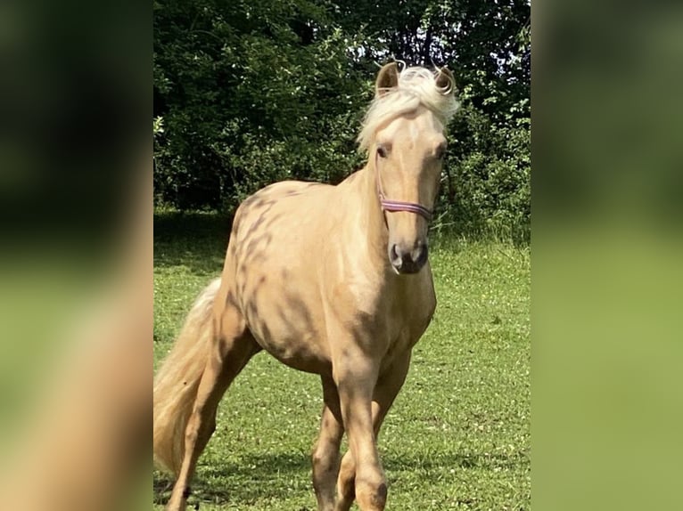 PRE Mix Hengst 2 Jahre 160 cm Palomino in Gottfrieding