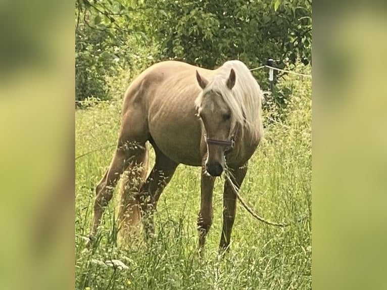 PRE Mix Hengst 2 Jahre 160 cm Palomino in Gottfrieding