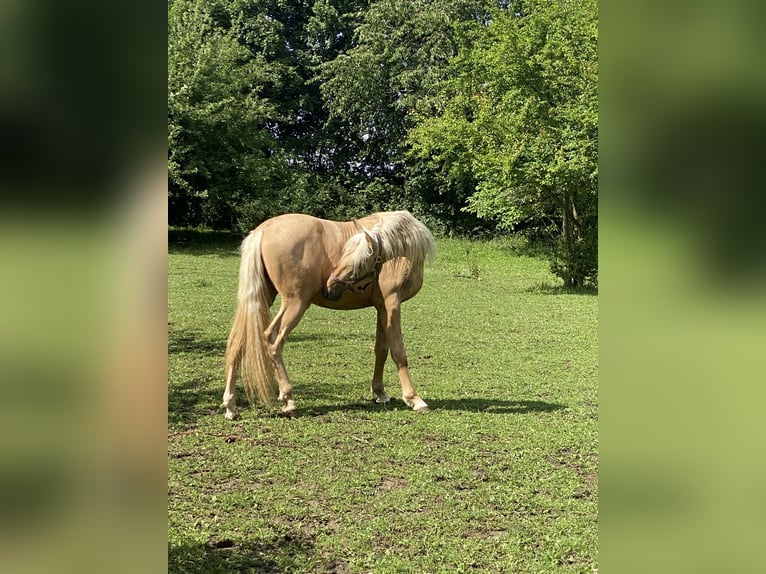 PRE Mix Hengst 2 Jahre 160 cm Palomino in Gottfrieding