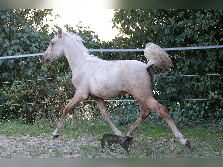 PRE Mix Hengst 2 Jahre 160 cm Palomino in Gottfrieding