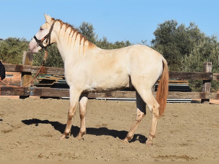 PRE Mix Hengst 2 Jahre 160 cm Pearl in Provinz Malaga