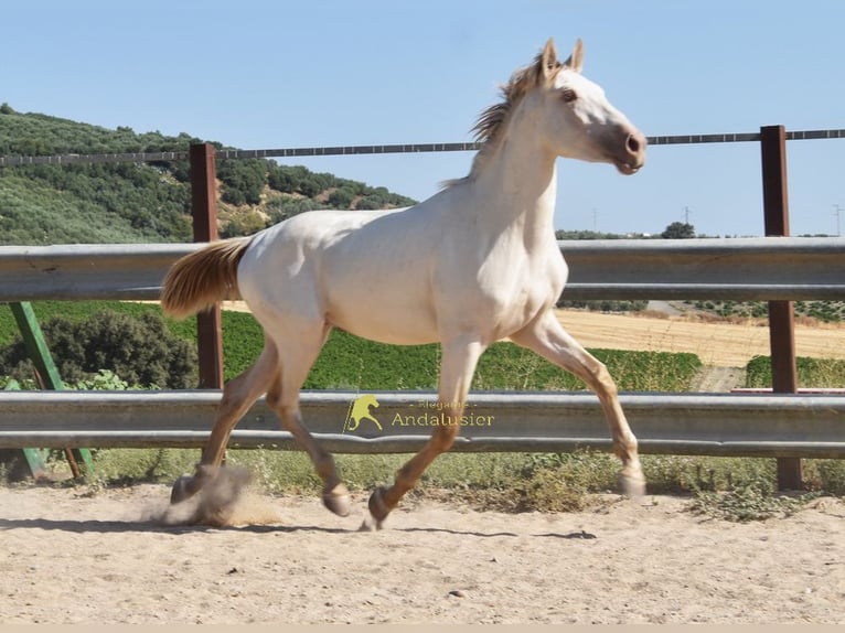 PRE Hengst 2 Jahre 160 cm Pearl in Provinz Cordoba