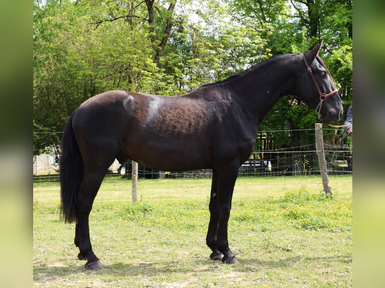 PRE Hengst 2 Jahre 160 cm Rappe in Caumont