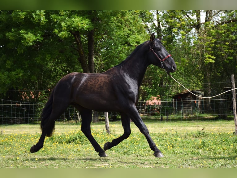 PRE Hengst 2 Jahre 160 cm Rappe in Caumont