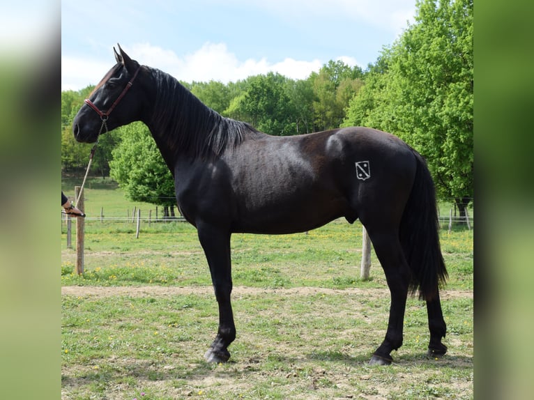 PRE Hengst 2 Jahre 160 cm Rappe in Caumont