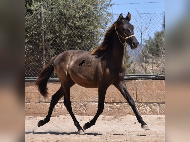 PRE Hengst 2 Jahre 160 cm Rappe in Mallorca