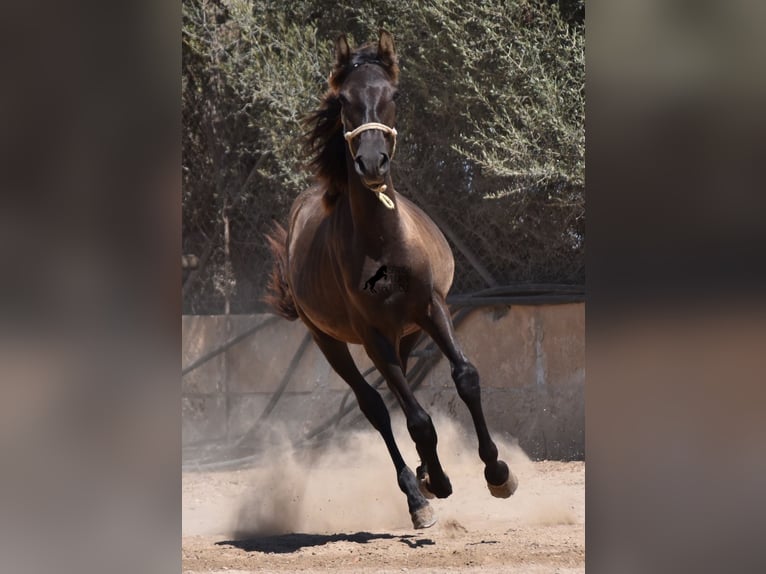 PRE Hengst 2 Jahre 160 cm Rappe in Mallorca