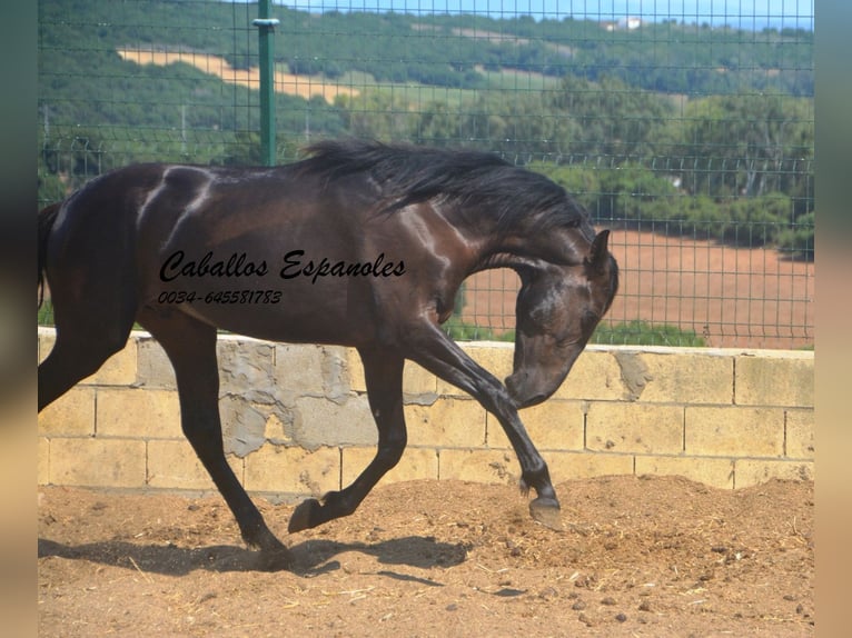 PRE Mix Hengst 2 Jahre 160 cm Rappe in Vejer de la Frontera
