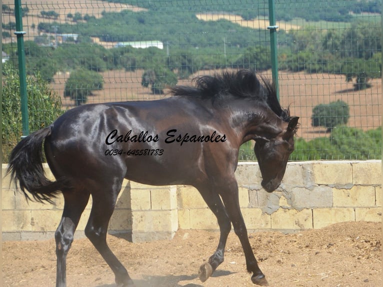 PRE Mix Hengst 2 Jahre 160 cm Rappe in Vejer de la Frontera