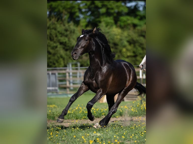 PRE Mix Hengst 2 Jahre 160 cm Rappe in Edling