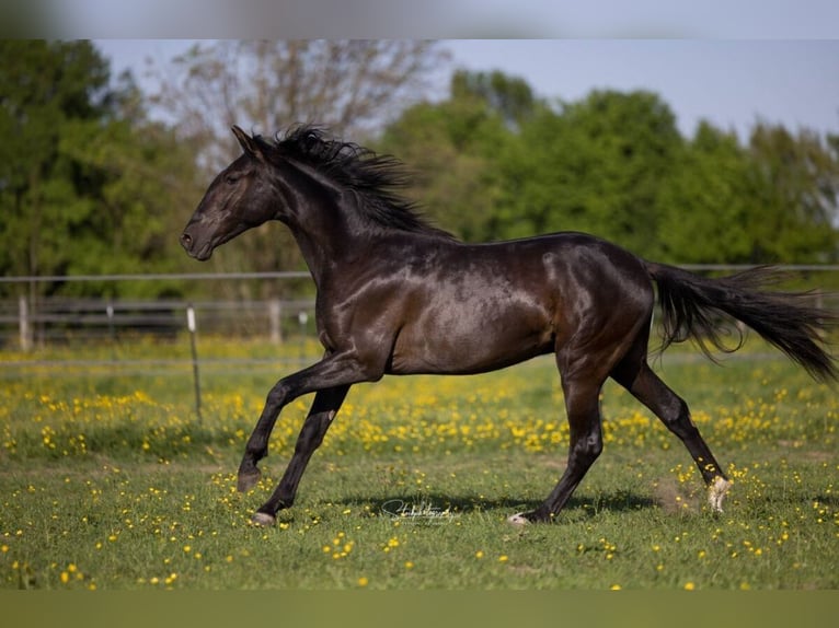 PRE Mix Hengst 2 Jahre 160 cm Rappe in Edling