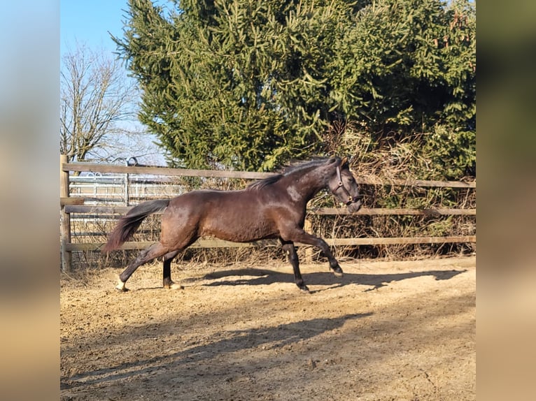 PRE Mix Hengst 2 Jahre 160 cm Rappe in Edling