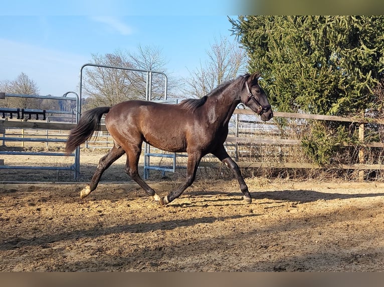 PRE Mix Hengst 2 Jahre 160 cm Rappe in Edling