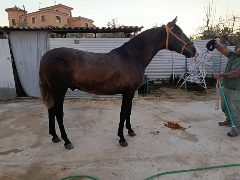 PRE Hengst 2 Jahre 160 cm Schimmel in Deifontes