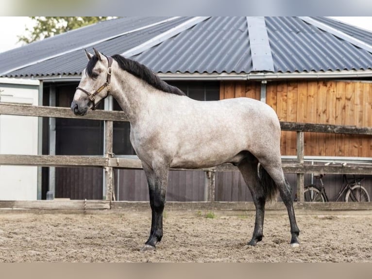 PRE Mix Hengst 2 Jahre 160 cm Schimmel in Poeldijk