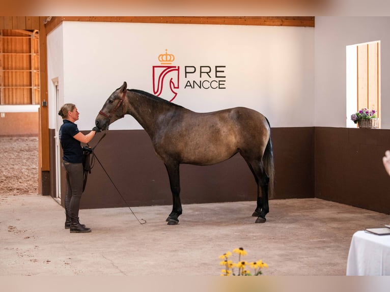 PRE Hengst 2 Jahre 160 cm Schimmel in Waldh&#xF6;lzbach