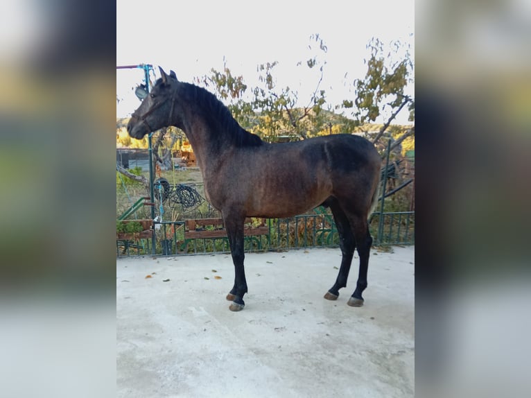 PRE Hengst 2 Jahre 160 cm Schimmel in Deifonte