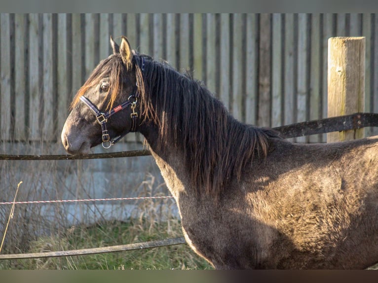 PRE Mix Hengst 2 Jahre 160 cm Schimmel in Wremen