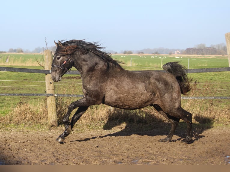 PRE Mix Hengst 2 Jahre 160 cm Schimmel in Wremen